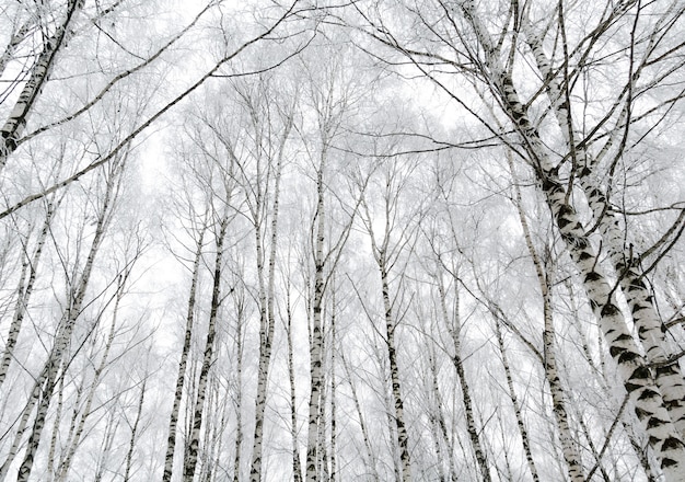 Bouleaux d&#39;hiver