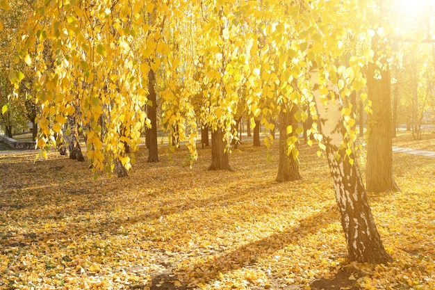 Bouleaux jaunes en automne parc au coucher du soleil. Automne