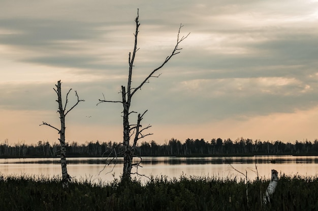 Bouleaux morts dans le marais pendant le coucher du soleil