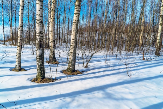 Bouleaux nus par une froide journée ensoleillée. Paysage d'hiver. Région de Léningrad