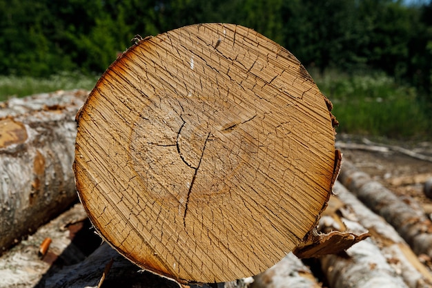 Les bouleaux se trouvent sur une scierie en été. photo de haute qualité