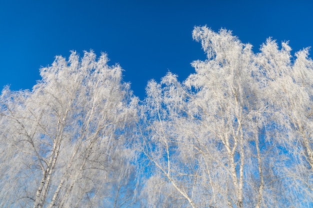 Les bouleaux sont couverts de givre et de neige contre un ciel bleu. Paysage glacial d'hiver en Sibérie, Russie