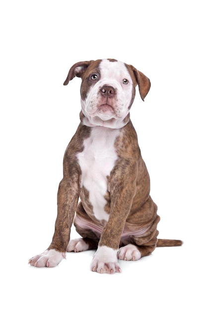 Bouledogue américain devant un fond blanc