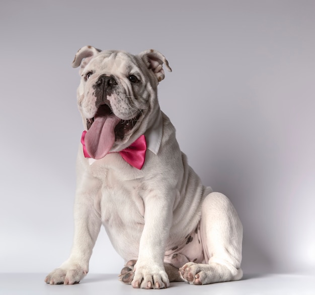 Bouledogue Anglais Beau Assis Avec Col Chemise Et Noeud Papillon Fuxia