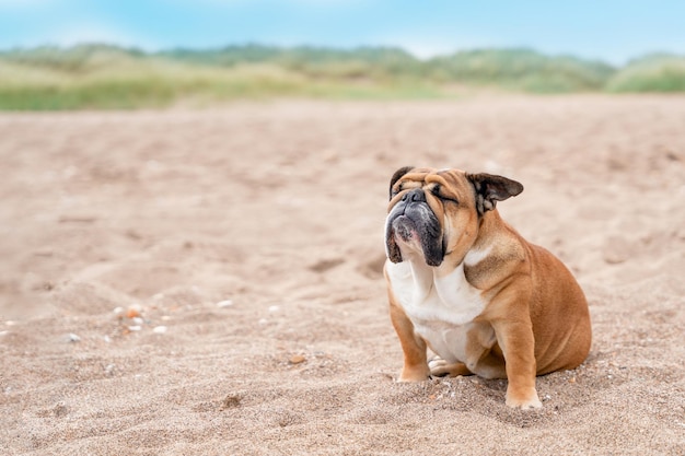 Bouledogue britannique anglais rouge assis sur le bord de mer au soleil en été Espace pour le texte