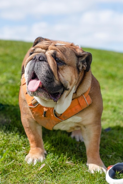 Bouledogue britannique anglais rouge avec la langue dans le harnais orange se reposant sur l'herbe verte le jour ensoleillé