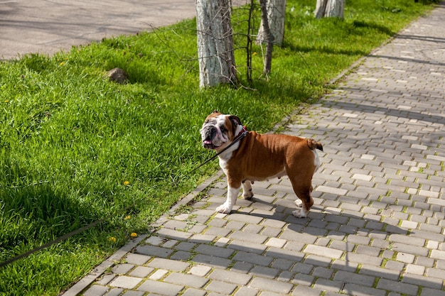 Bouledogue britannique anglais rouge sur une promenade