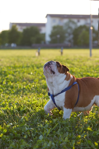 Bouledogue britannique jouer au parc