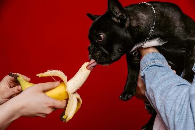 bouledogue chiot bouledogue français manger banane