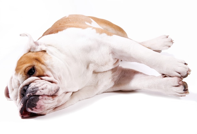 Un bouledogue sur fond blanc