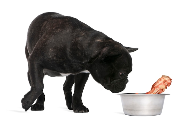 Bouledogue français, 12 mois, renifler des os dans un bol contre le mur blanc