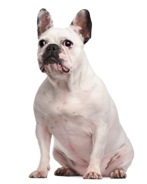 Bouledogue français, 2 ans, assis devant un mur blanc