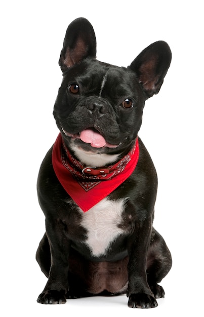 Bouledogue français, 4 ans, assis devant un mur blanc