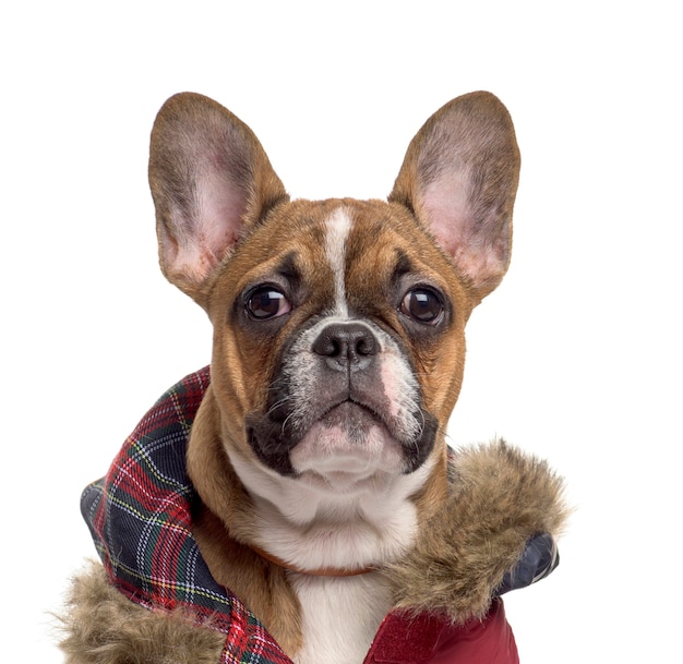 Bouledogue français, 4 mois, in front of white background