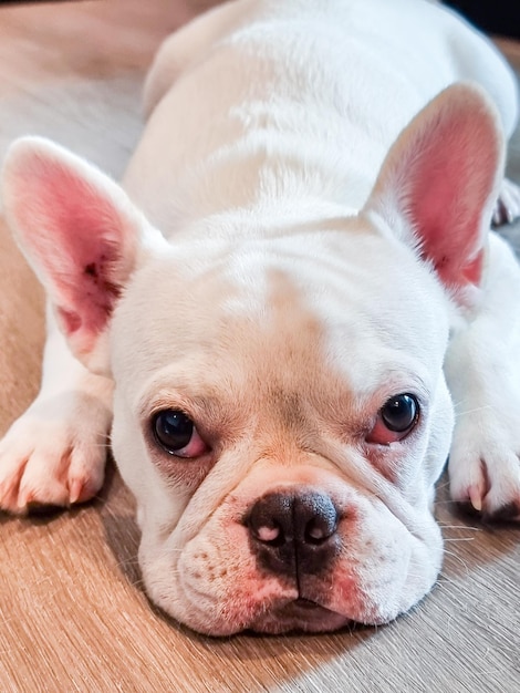 Bouledogue français allongé sur le plancher de bois