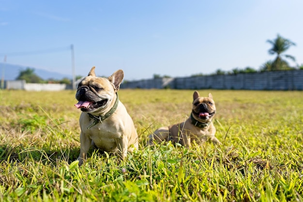 Bouledogue français assis au terrain d'herbe au matin.