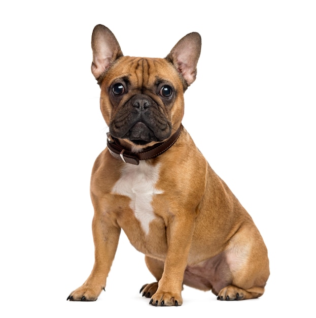 Bouledogue français assis et regardant la caméra, isolé sur blanc