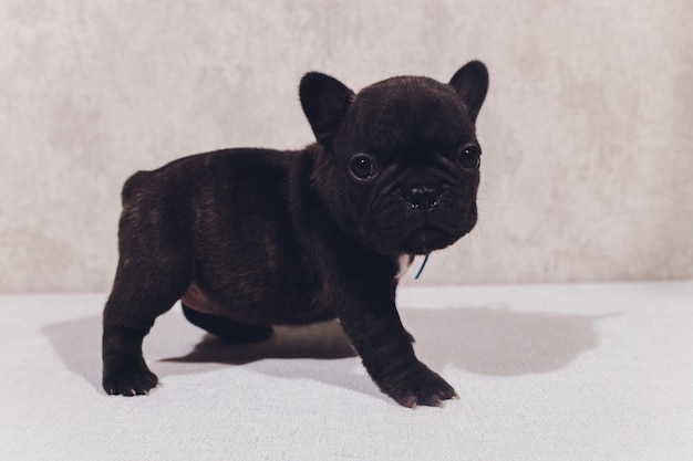 Bouledogue français assis regardant spectateur avec réflexion