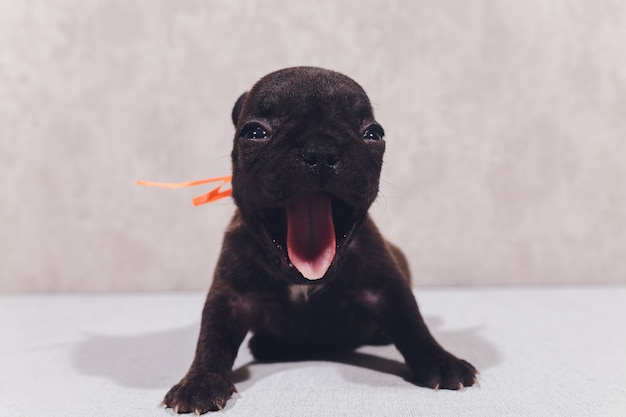 Bouledogue français assis regardant spectateur avec réflexion