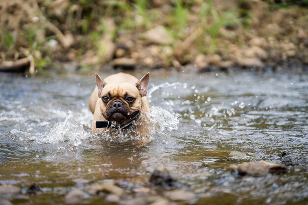 bouledogue français au ruisseau