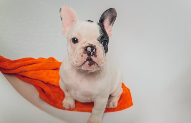 Bouledogue français au salon de toilettage prenant un bain