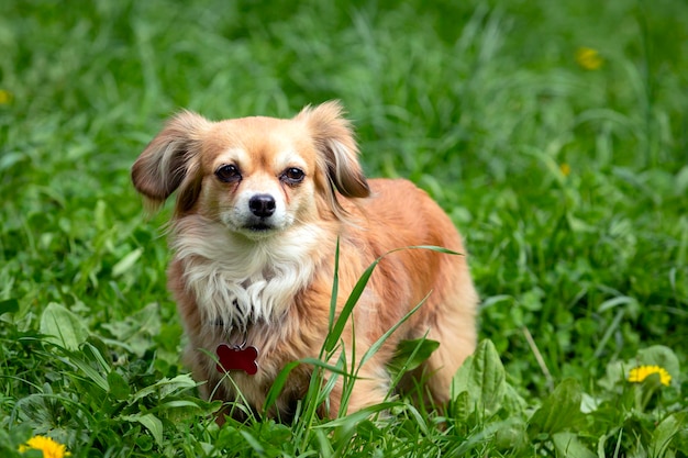 Un bouledogue français avec une balle dans ses dents Gros plan