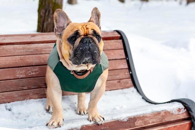 Un bouledogue français sur un banc de parc enneigé. Fermer.