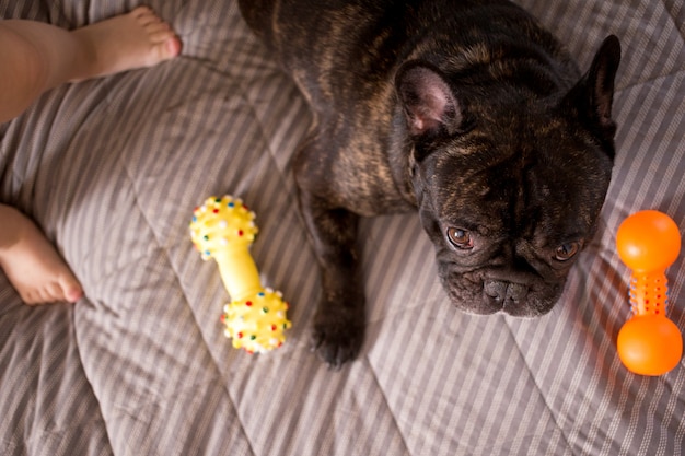 Bouledogue français bringé jouant avec ses jouets sur le lit