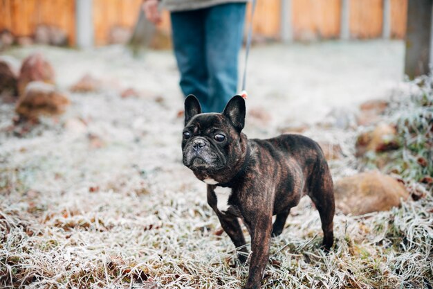 bouledogue français brun marchant en hiver dans le gel