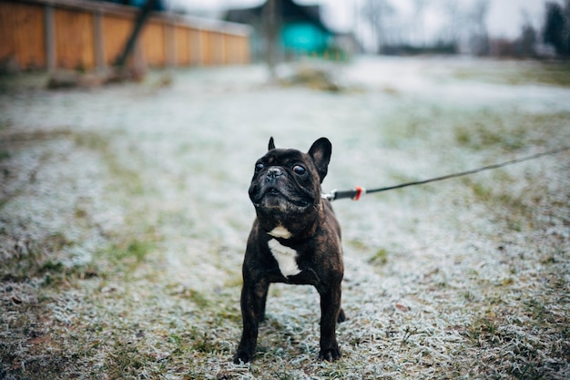 bouledogue français brun marchant en hiver dans le gel