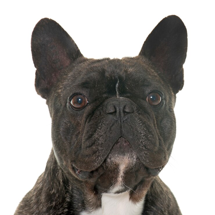 Photo bouledogue français brun