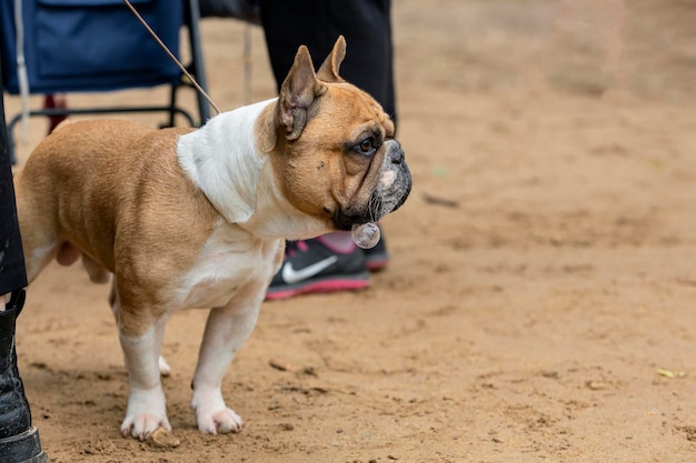 Bouledogue français avec bulle de crachat à l'exposition canine