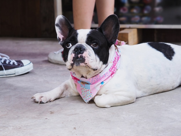 Bouledogue français chien allongé sur le sol