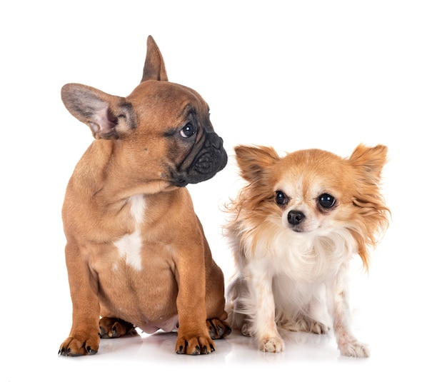 Bouledogue français et chihuahua isolé sur blanc