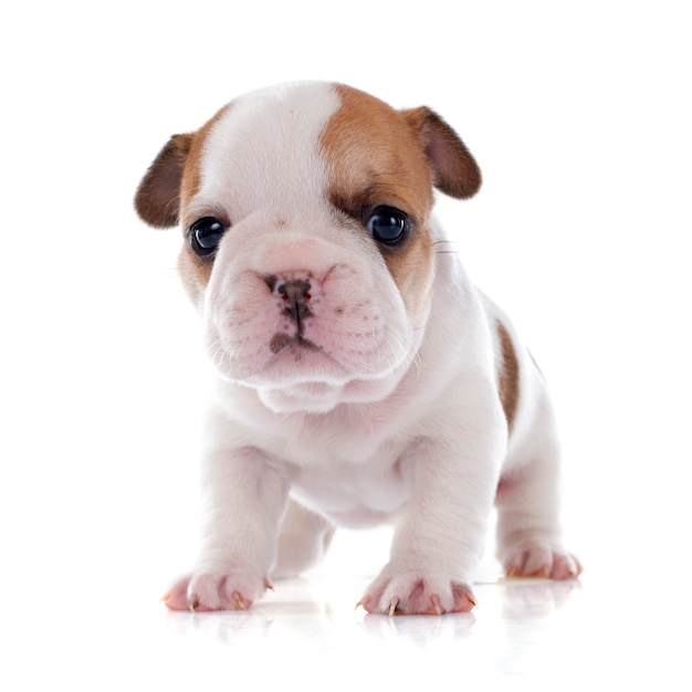 Bouledogue français chiot