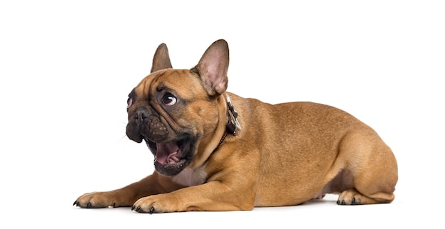 Bouledogue français couché et bâillant, isolé sur blanc