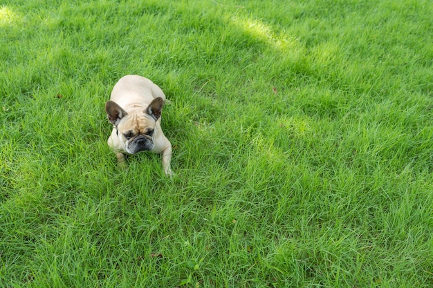 Bouledogue français couché dans l'herbe.