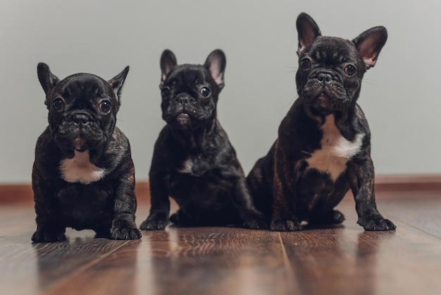 Bouledogue français couché fatigué après promenade