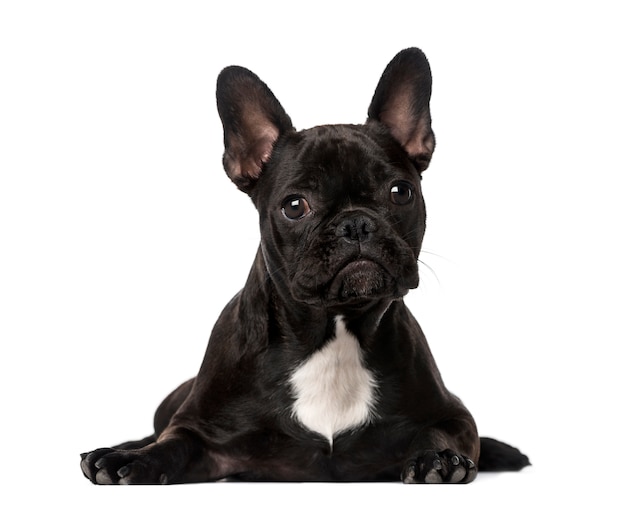 Bouledogue français couché isolé sur blanc