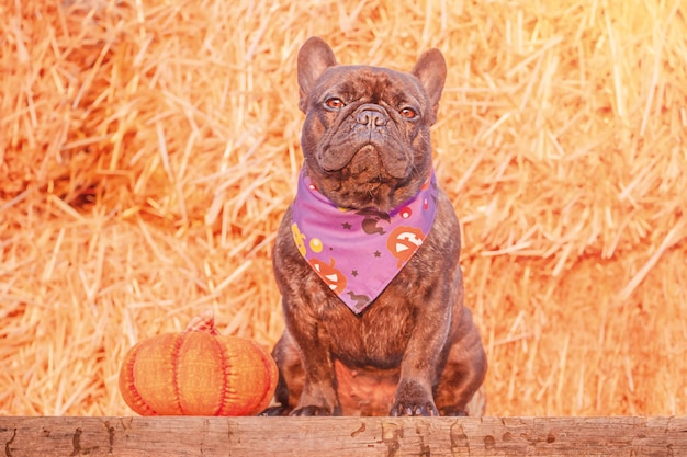 Un bouledogue français dans un bandana d'Halloween est assis à côté d'une citrouille Un chien sur un fond de paille