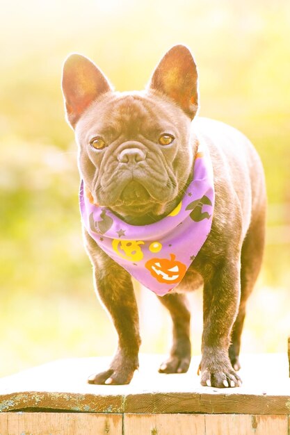 Bouledogue français dans un bandana pour Halloween Le chien se tient sur le fond d'une nature