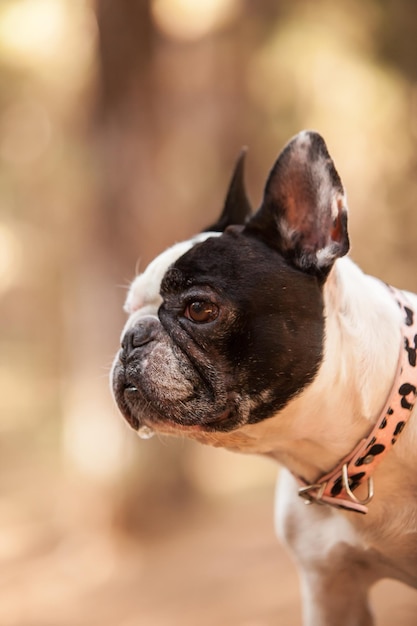 Bouledogue français dans les bois