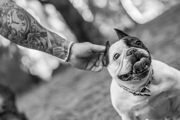 Bouledogue français dans les bois