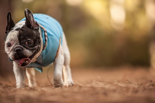 Bouledogue français dans les bois