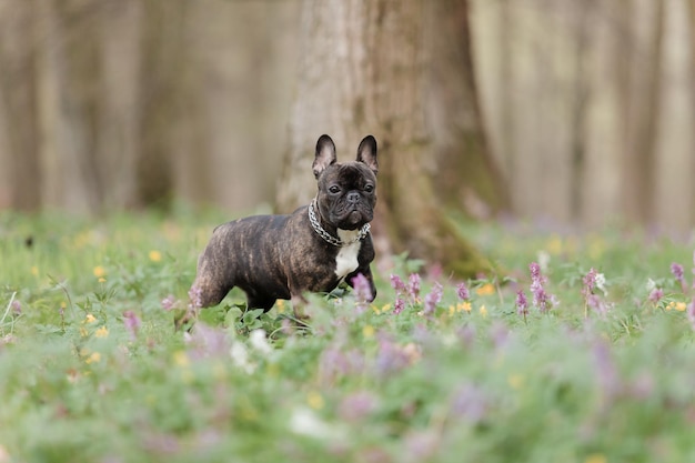 Un bouledogue français dans un champ de fleurs