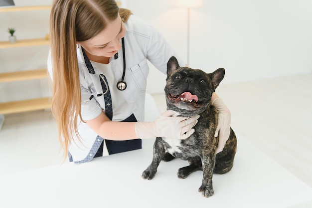 Bouledogue français dans une clinique vétérinaire Concept de médecine vétérinaire