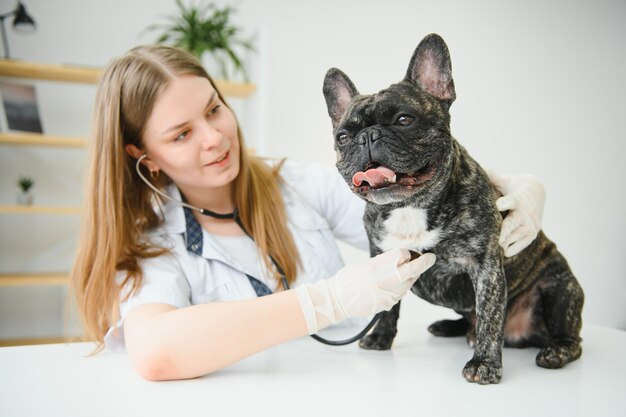 Bouledogue français dans une clinique vétérinaire Concept de médecine vétérinaire