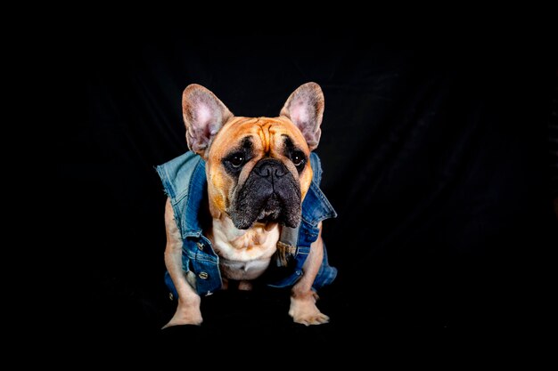 Bouledogue français dans une veste en jean isolé sur fond noir