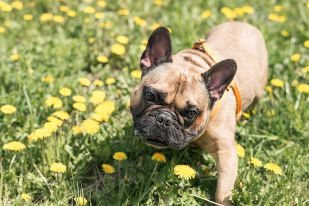 Bouledogue français debout dans les fleurs