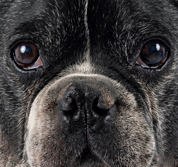 Bouledogue français devant fond blanc